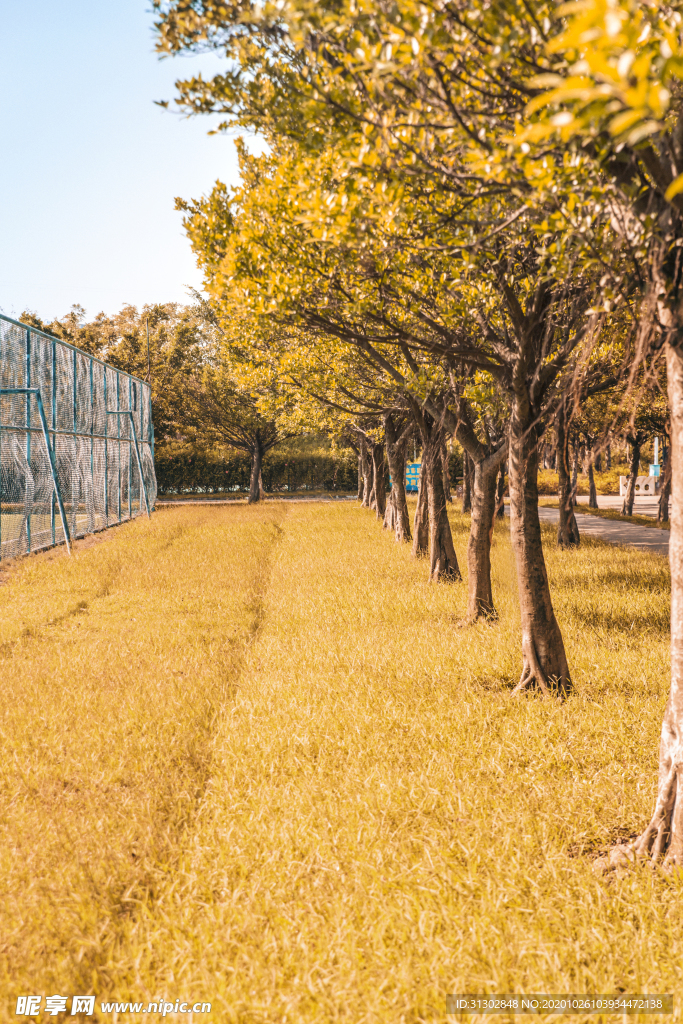 秋景草原树木风景风光
