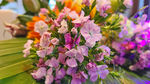 鲜花 石竹花