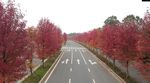 航拍红枫公路