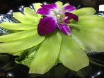 莴笋火锅配菜