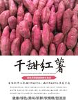 红薯海报
