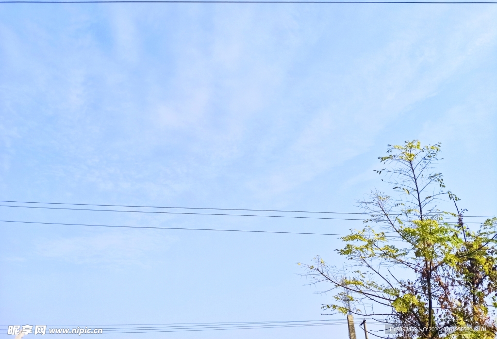 天空绿树
