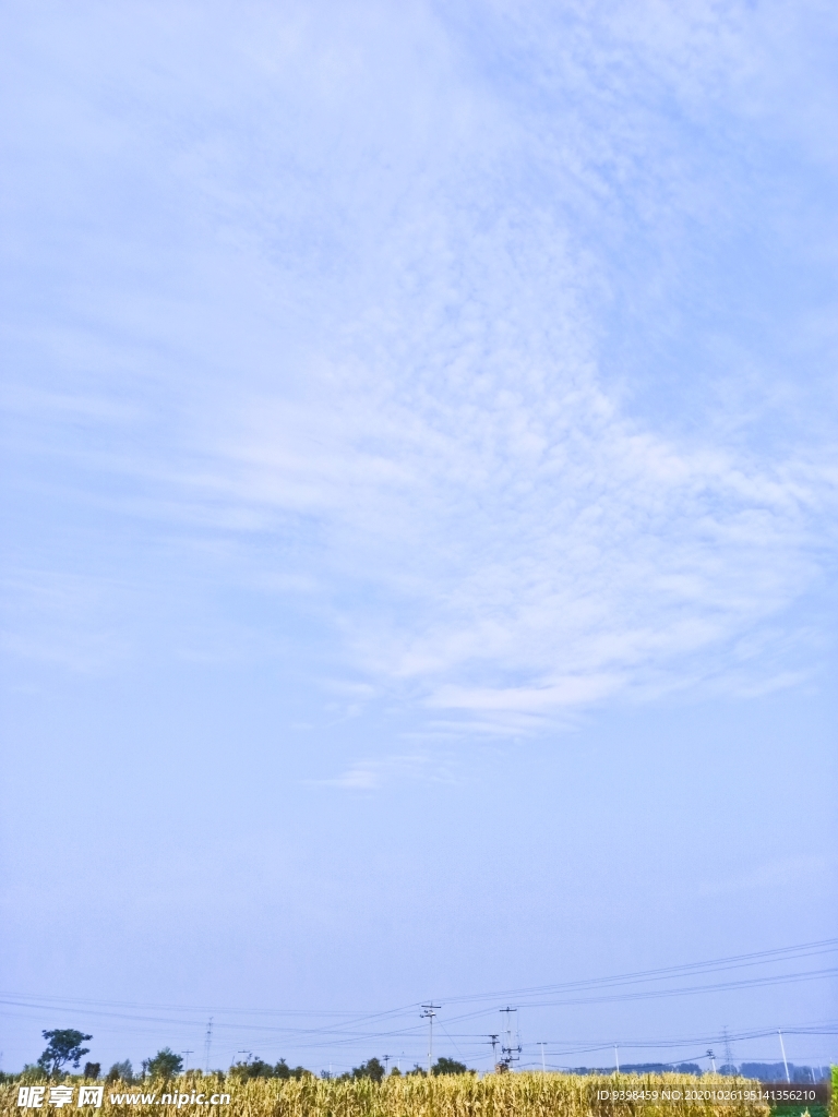 天空下的玉米田地