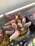 多肉红手指