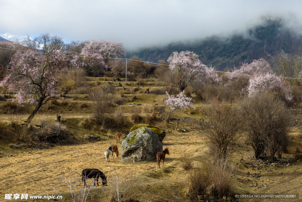 林芝