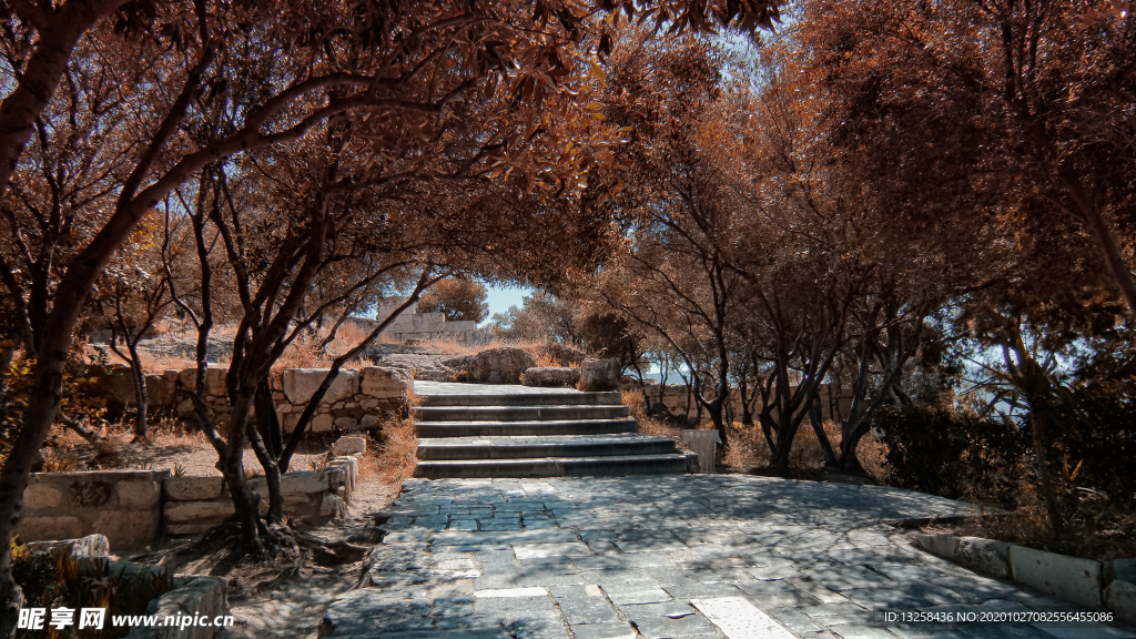 树木公园园林风景背景