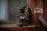 小猫宠物猫咪动物背景