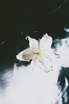 花卉