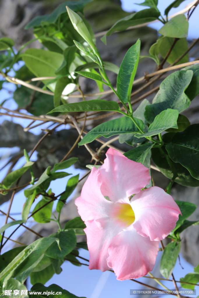 飘香藤