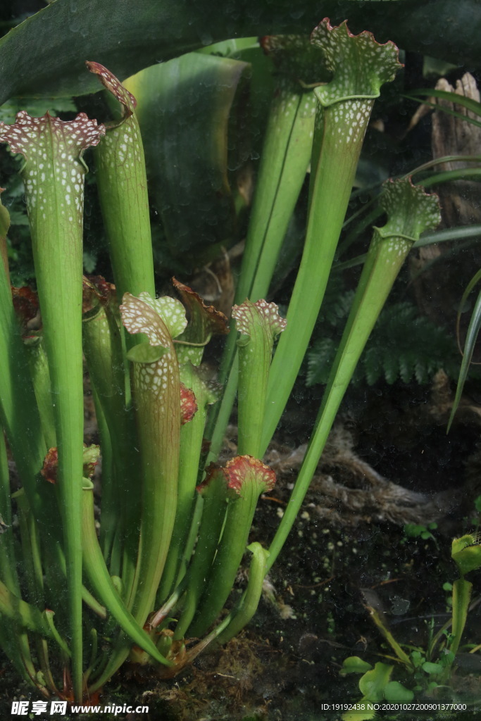 食虫草