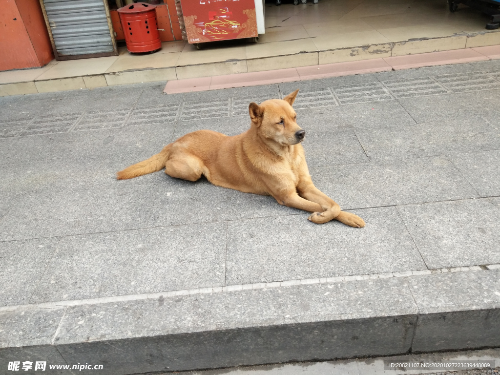 宠物狗
