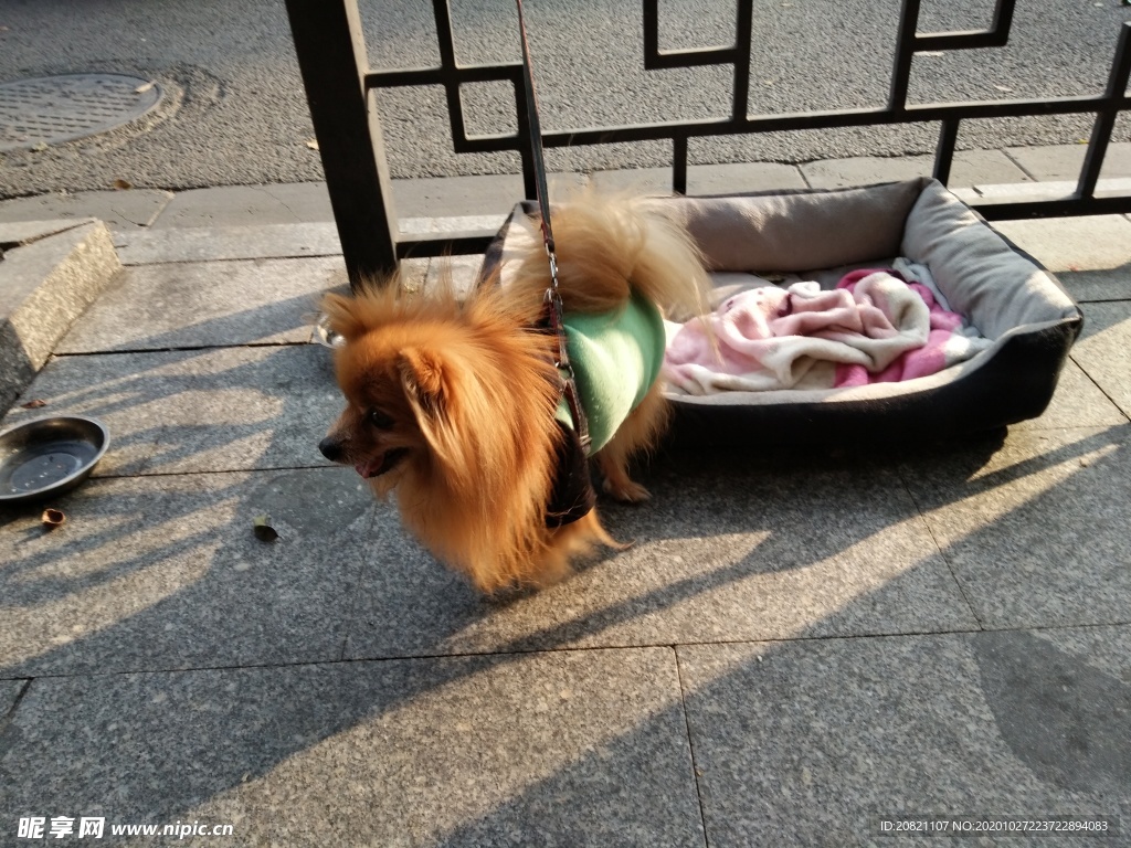 宠物狗