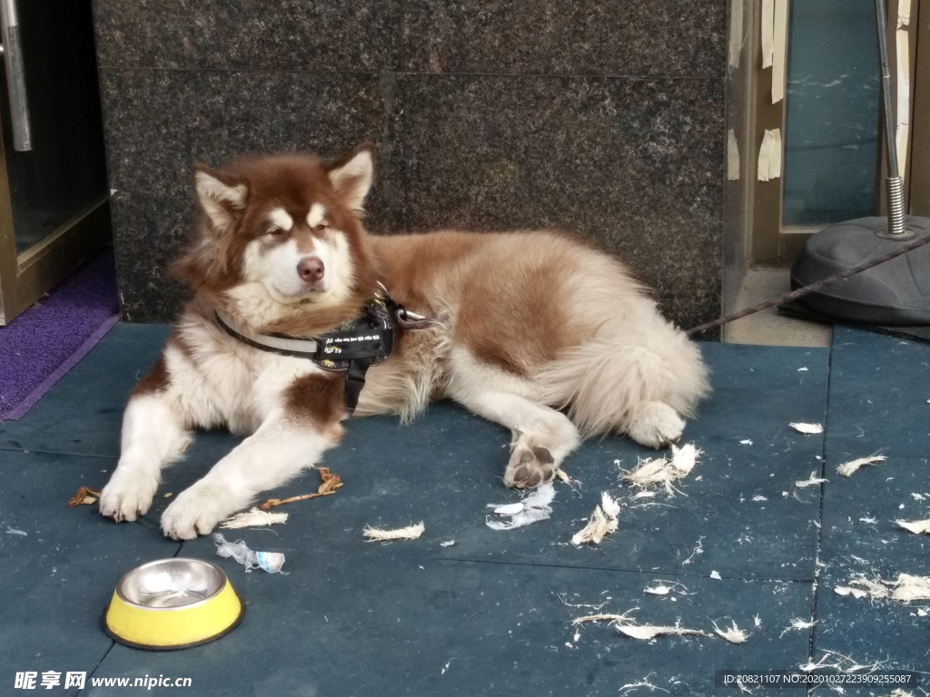 宠物狗