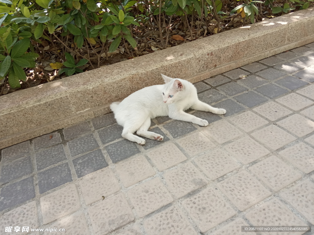 猫