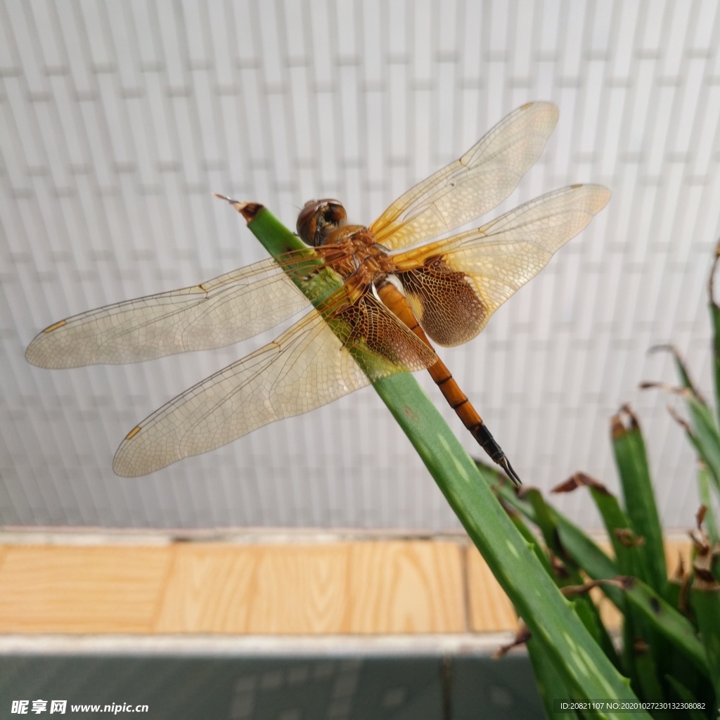 蜻蜓