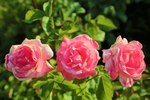 玫瑰花
