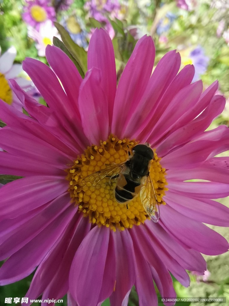蜜蜂