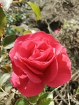 玫瑰花