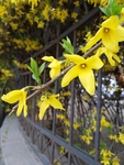 迎春花