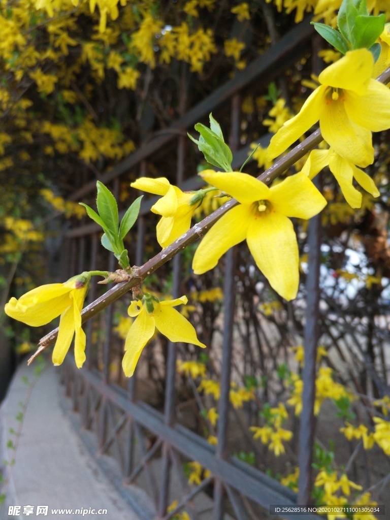 迎春花