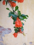 石榴花