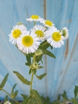 小野菊