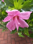 红色的花