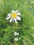 小雏菊