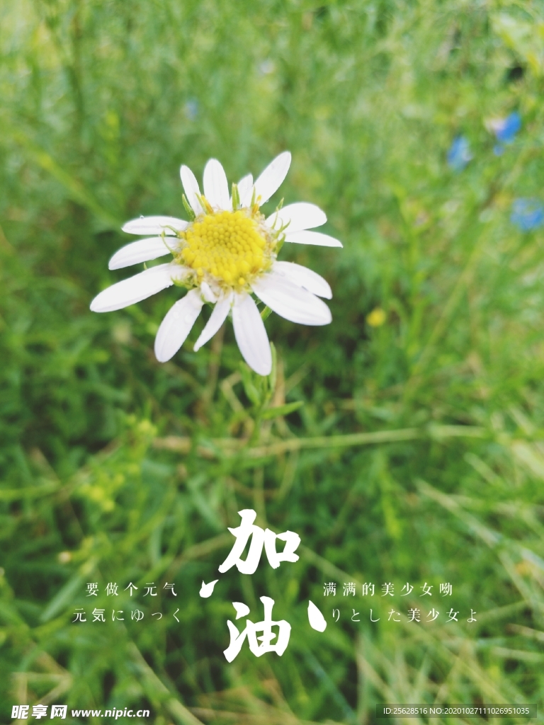 小雏菊