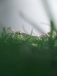 绿色清新背景