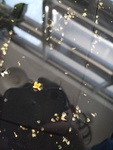 桂花