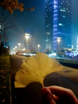 夜晚的银杏叶