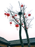 挂灯笼的树