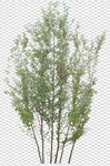 透明底植物
