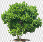 透明底植物