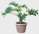 透明底植物