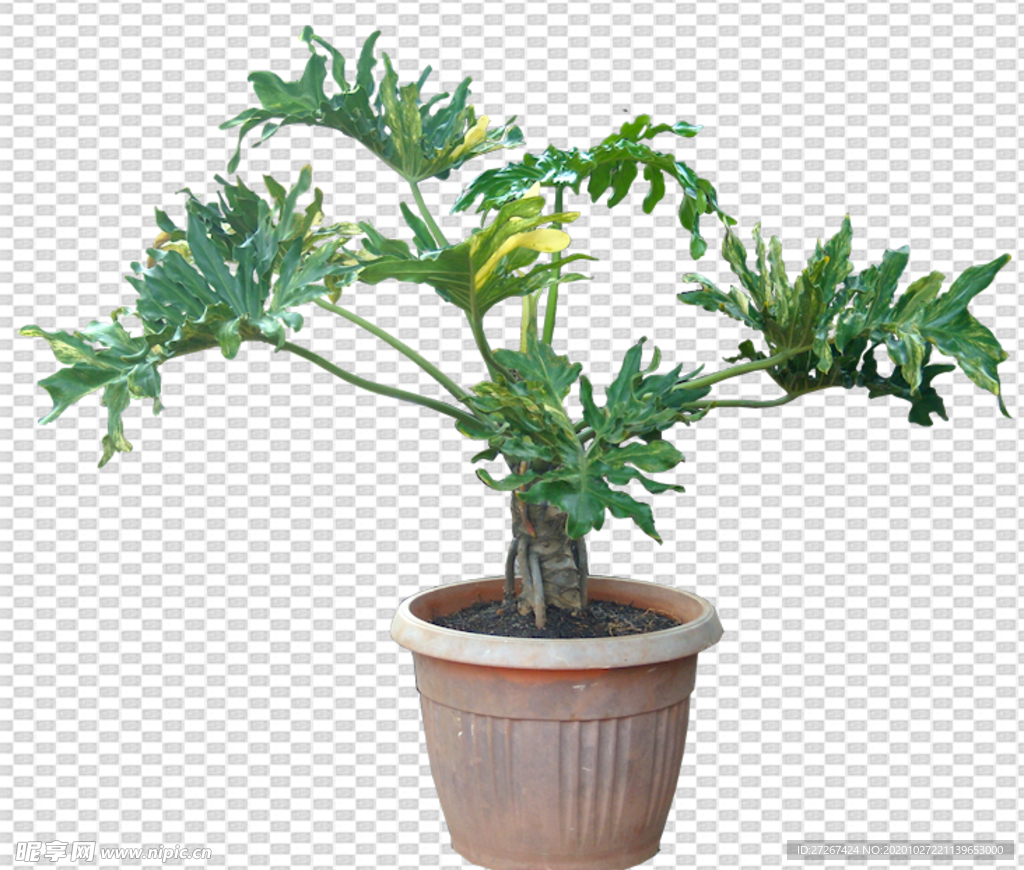 透明底植物