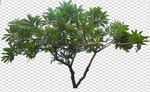透明底植物