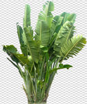 透明底植物