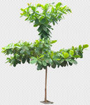 透明底植物