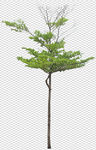 透明底植物