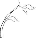 森系花卉
