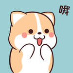 柯基可可