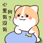 柯基可可