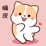 柯基可可