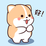 柯基可可