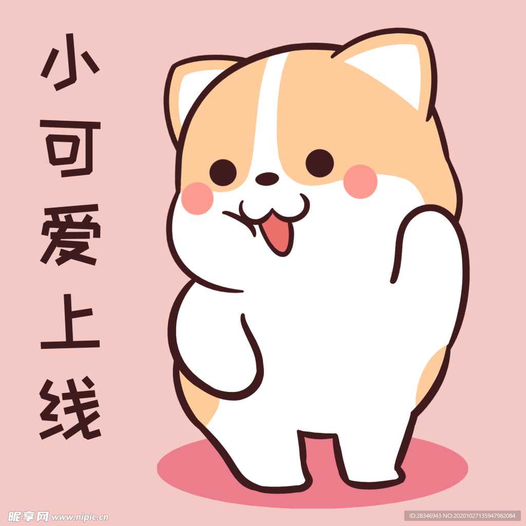 柯基可可