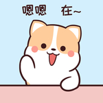 柯基可可