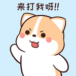柯基可可