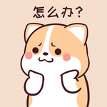 柯基可可